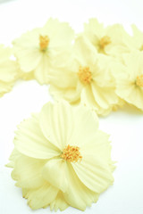 Obraz premium Yellow cosmos flowers