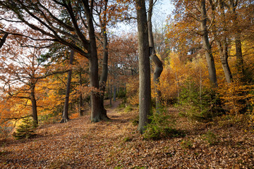 Waldweg im Herbst