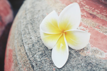 Plakat White frangipani flower