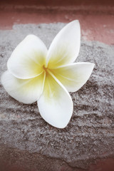 Obraz na płótnie Canvas White frangipani flower