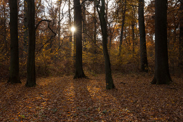 BRD, Nordrhein-Westfalen, Sauerland, Naturpark Arnsberger Wald, Herbst, Lichtstimmung