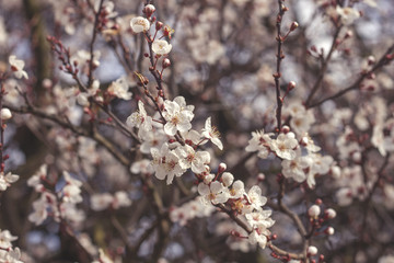 cherry blossom tree in spring