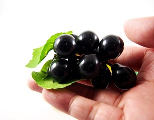 Plastic dark purple grapes in hand, fashion design, isolated on white background