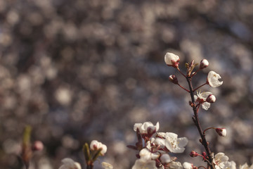 cherry blossom blooming