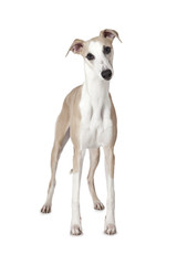 The Whippet (also English Whippet or Snap dog)