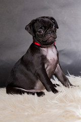 Mops Welpe im Studio