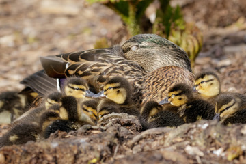 Mallard Ducklings (Anas platyrhynchos) with Mum