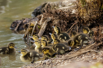 Mallard Ducklings (Anas platyrhynchos)