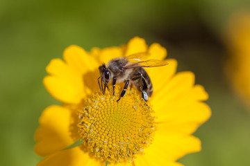 European Honey Bee (Apis mellifera) on yellow flower