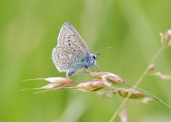 Fototapeta na wymiar Male Common Blue butterfly (Polyommatus icarus)