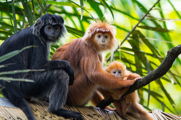 Javan lutung