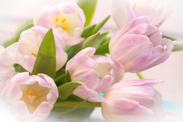 Obraz premium Bunch of pastel pink tulips close up