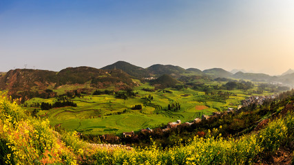 Mustard fields