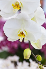 Naklejka na ściany i meble Blurred background of snow-white orchid flower