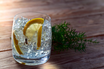Gin with lemon , ice and juniper branch