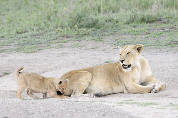Plakat Lion cub (Panthera leo) playing with tail from mother, Serengeti national park, Tanzania.