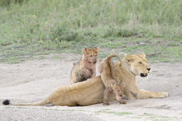 Lion cubs (Panthera leo) jumping over mother on the savanna, Serengeti national park, Tanzania.