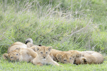 Lion cubs (Panthera leo) playing on the savanna, Serengeti national park, Tanzania.