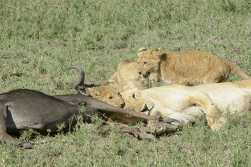 Lioness (Panthera leo) bringing cubs to a just caught wildebeest (Connochaetes taurinus), Serengeti national park, Tanzania.