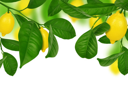 Lemons Hanging On A Lemon Tree On White Background.