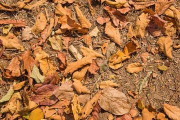 Dry leaves on the ground for background.
