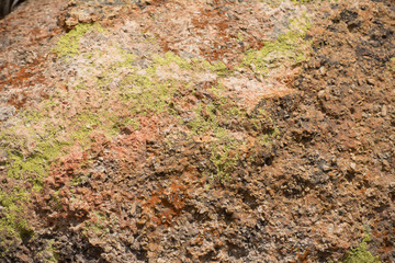 Textura de roca fuerte con presencia de hongos.