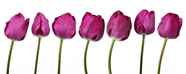Dewy purple tulips isolated on white background