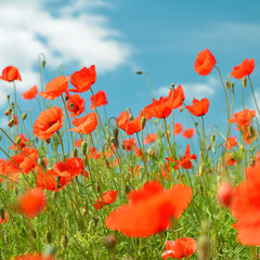 Red blooming poppy, field of blossoming flowers in sunny spring day.