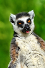 Portrait of a ring-tailed lemur (Lemur catta)