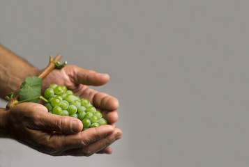 Naklejka na ściany i meble Hands holding a green grape