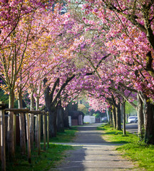 Cherry Blossom. Blossom tree over nature background. Spring flow