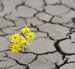 Life in extreme conditions