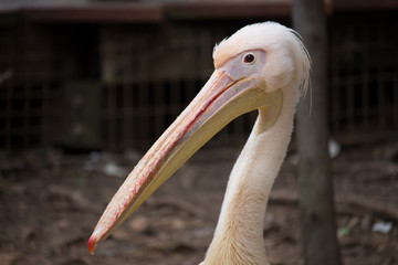 Portrait of a white pelican