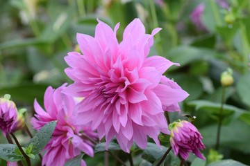Obraz premium Pink dahlia 