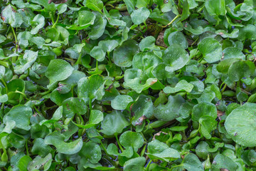 Water Hyacinth in the river