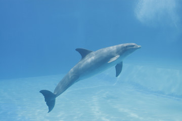 delfinario spettacolo con delfini