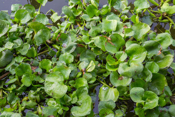 Water Hyacinth in the river
