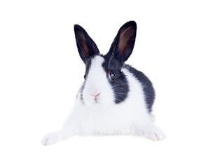 The Dutch rabbit, also known as Hollander or Brabander. Isolated