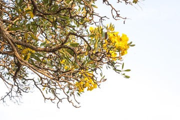 Yellow flowers in The Park