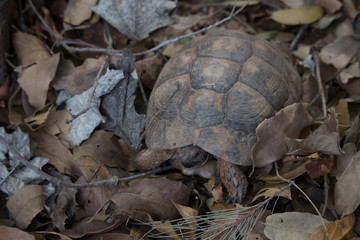 tortoise in the foliage. close-up