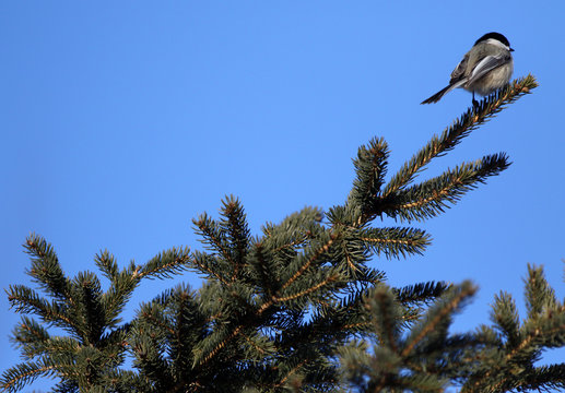 M&eacute;sange &agrave; t&ecirc;te noire