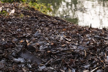 Leaves Waterfront