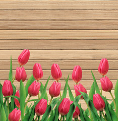 Pink tulips on wooden texture close-up background