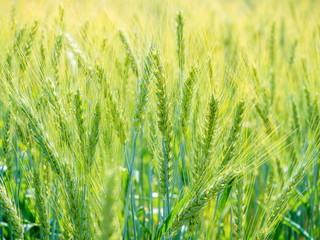 ears of wheat growing in the countryside