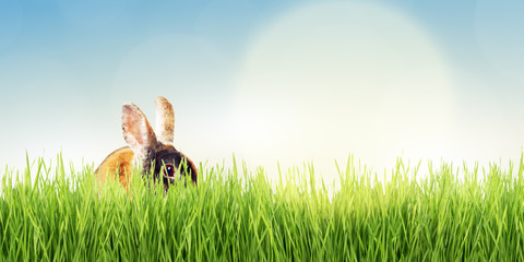 Easter Bunny Hiding in Green Grass
