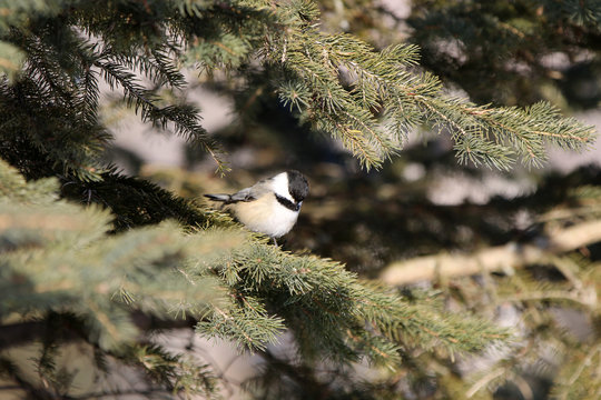 M&eacute;sange &agrave; t&ecirc;te noire