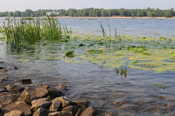 Yellow water flowers ( Nuphar Lutea ) 