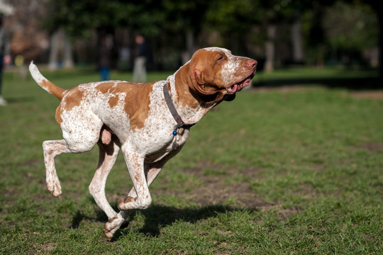Bracco Dupuy  che corre libero in un parco cittadino