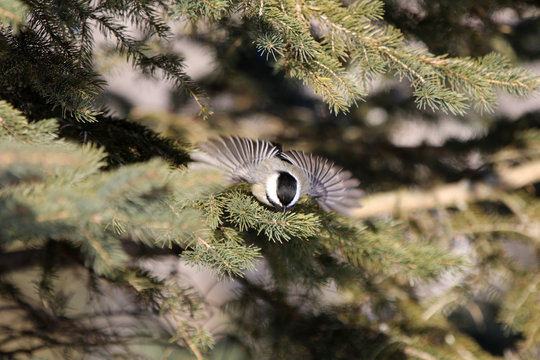 M&eacute;sange &agrave; t&ecirc;te noire