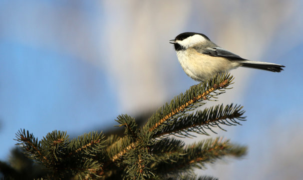M&eacute;sange &agrave; t&ecirc;te noire